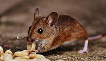 24 Hour & Emergency Exterminators in Allensburg, OH